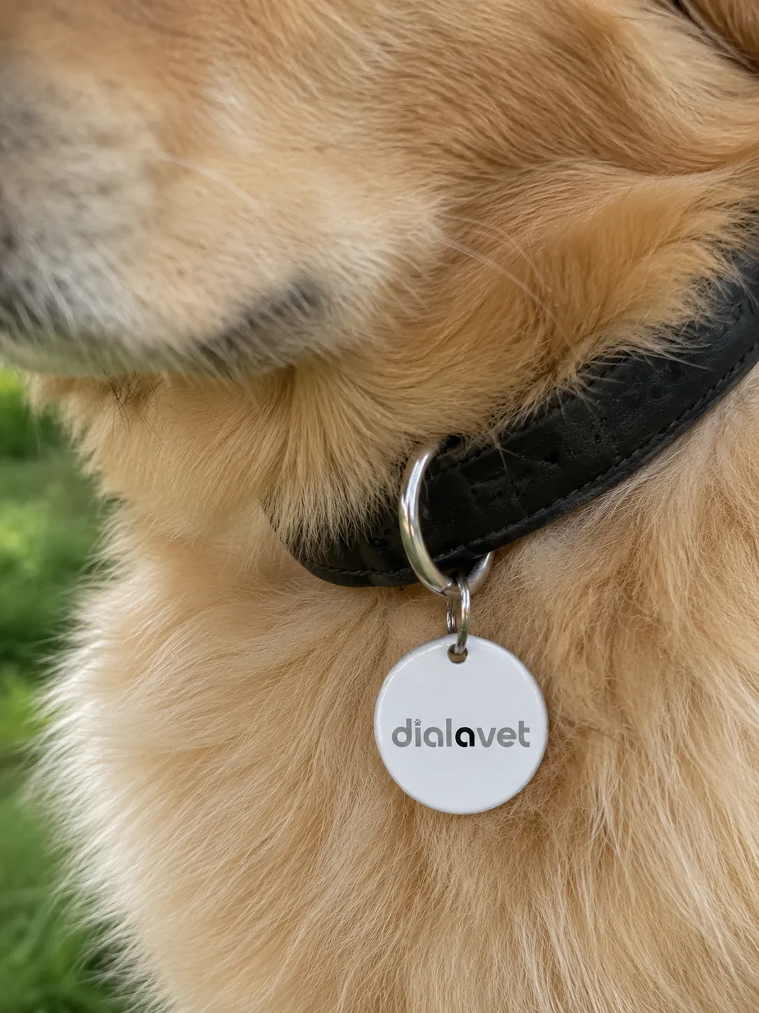 Activate your free pet tag